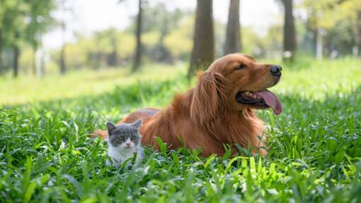 Made with Natural Ingredients & Safe for Pets