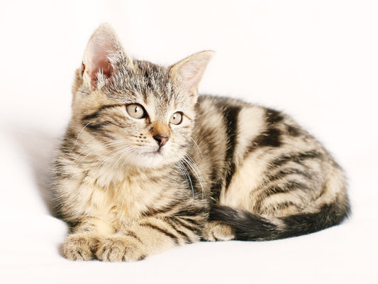 The Importance of Daily Pet Grooming and Hygiene for Pet Wellness