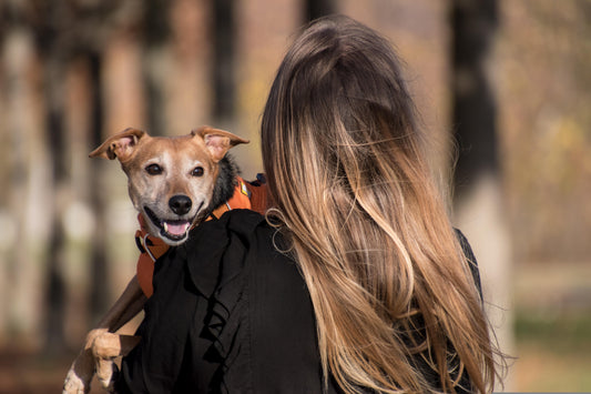 Simple Daily Pet Grooming Routine