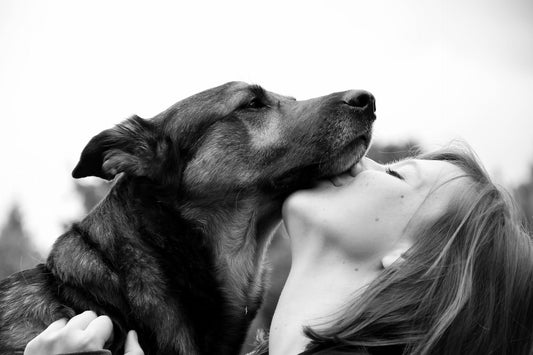 Why Pet Grooming Is Important for Health and Hygiene